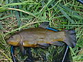 Click image for larger version

Name:	imgp0119.jpg
Views:	205
Size:	340,8 KB
ID:	1788707