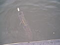 Click image for larger version

Name:	km i g�ddfiske sept 030921 009.jpg
Views:	236
Size:	151,7 KB
ID:	1788748