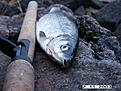 Click image for larger version

Name:	fiske 2 oktober 060.jpg
Views:	173
Size:	400,1 KB
ID:	1788793