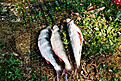 Click image for larger version

Name:	image004_6.jpg
Views:	164
Size:	45,6 KB
ID:	1788824