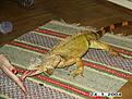 Click image for larger version

Name:	sandras skabbdjur1.jpg
Views:	393
Size:	148,7 KB
ID:	1788862