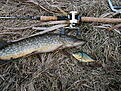 Click image for larger version

Name:	pict0017.jpg
Views:	514
Size:	314,9 KB
ID:	1788933