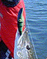 Click image for larger version

Name:	zalt.gif
Views:	272
Size:	16,7 KB
ID:	1788955
