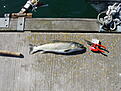 Click image for larger version

Name:	dsc02523.jpg
Views:	297
Size:	325,8 KB
ID:	1789072
