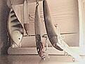 Click image for larger version

Name:	Pict0057.JPG
Views:	107
Size:	32,0 KB
ID:	1789331