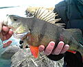 Click image for larger version

Name:	Abborre, 1 kg, Kungsbacka�n, oranget skeddrag.JPG
Views:	453
Size:	16,0 KB
ID:	1789909