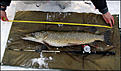Click image for larger version

Name:	pike-103-7-3-liggande.jpg
Views:	140
Size:	237,3 KB
ID:	1789919