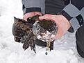 Click image for larger version

Name:	askungen_9676-m.jpg
Views:	288
Size:	65,1 KB
ID:	1791200