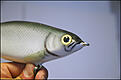 Click image for larger version

Name:	mooneye.jpg
Views:	228
Size:	246,5 KB
ID:	1791621