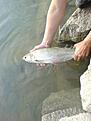 Click image for larger version

Name:	....fiske.jpg
Views:	298
Size:	134,0 KB
ID:	1791924