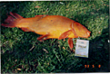 Click image for larger version

Name:	fisk.BMP
Views:	680
Size:	121,8 KB
ID:	1792075