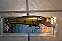 Click image for larger version

Name:	Walleye_L'il_Ernie.JPG
Views:	155
Size:	53,7 KB
ID:	1795607