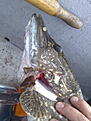 Click image for larger version

Name:	20080927238.jpg
Views:	294
Size:	649,9 KB
ID:	1796118