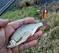 Click image for larger version

Name:	Livebaiting with a small Rudd..jpg
Views:	1423
Size:	84,9 KB
ID:	1796604