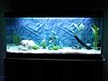 Click image for larger version

Name:	Akvarie.jpg
Views:	265
Size:	398,2 KB
ID:	1796744