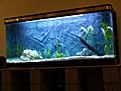 Click image for larger version

Name:	Akvarie2.jpg
Views:	204
Size:	515,6 KB
ID:	1796745