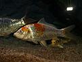 Click image for larger version

Name:	Koi.jpg
Views:	185
Size:	368,7 KB
ID:	1796747