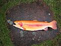 Click image for larger version

Name:	Tropisk fisk 2maj 2009 001.jpg
Views:	5300
Size:	654,6 KB
ID:	1798820