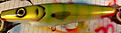 Click image for larger version

Name:	pig.JPG
Views:	135
Size:	918,7 KB
ID:	1809727