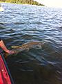 Click image for larger version

Name:	IMG_0647.JPG
Views:	335
Size:	469,5 KB
ID:	1820708