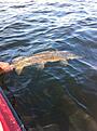 Click image for larger version

Name:	IMG_0648.JPG
Views:	378
Size:	408,8 KB
ID:	1820709