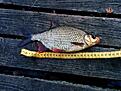 Click image for larger version

Name:	fisk.jpg
Views:	10405
Size:	156,2 KB
ID:	1853937