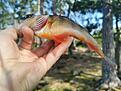 IMG_20200910_124129.jpg