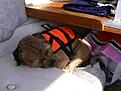 H�rt hundliv!