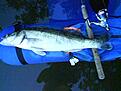 F�rsta g�sturen i Vallentunasj�n resulterade i en g�s p� 3250g. Kul fart p� jiggsp�.
