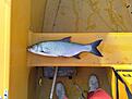 fisk1