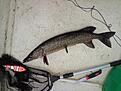 Runt 3 kg