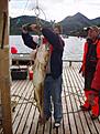 15 kg torsk. 
Eidebrygga fiskecamp.