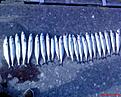Makrill fr�n V�stkusten.