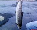 Havs�ring fr�n sommaren 07 3.6 kilo 67cm