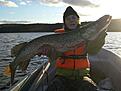Vacker g�dda p� 8kg och 1m!