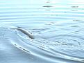 ....och fisken �r n�ra b�ten