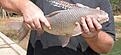 En karp av n�t slag? Den h�r sparade thail�ndarna f�r att �ta upp, men catfishen �kte tillbaka i dammen.