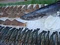 Tur att andra f�r mer fisk, annars skulle man f� sv�lta!