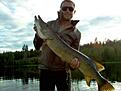 Norrland levererar �ven vackra g�ddor, denna p� 8.2 och st�rst av 15 under dagen