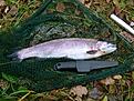 Fin Regnb�ge tagen 081021