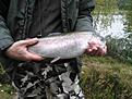 Regnb�ge 1,4 kg...
