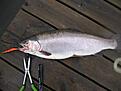 Luddedraget reddevil visade v�gen