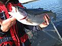 En ludde lila/silver tog denna 2.5kg regnb�ge