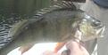 Abborre p� 1050, f�ngad av slumpen i Indals�lven