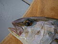 min f�rst s� kallad king fish