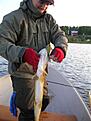 Tog en big bandit skitm�rten
