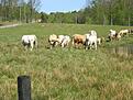 Cows seem content...