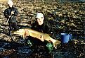G�dda 10,5kg 114cm (kass bild...)