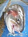 Regnb�ge 3500gr
Norrefors i rinnande vatten