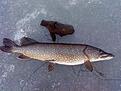 Slog PB i vintras. 7,8 kg ! hann dock inte ta b�ttre bilder , den va j�kligt kompakt . hann inte m�ta den , kan de vatt en 100 klubbare ? =)